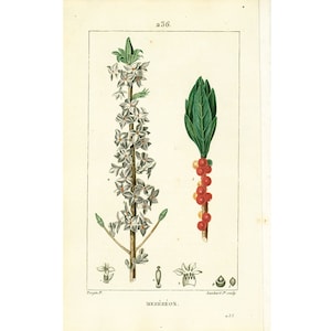 1814 Antique Daphne mezereum Spurge Laurel  Flower Plant Botanical Poisonous Plant Natural History Wall Art Home Decor