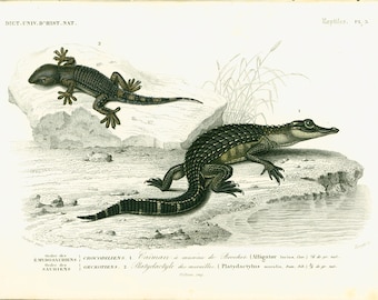 1861 Reptiles, Alligator Antique Engraving, Authentic Antique Print, Victorian Wall Art,Home decor, Crocodilia Gecko