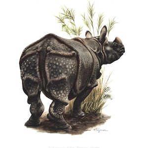 1974 Indian Rhinoceros vintage illustration,  Art Print, Wild animal, painting