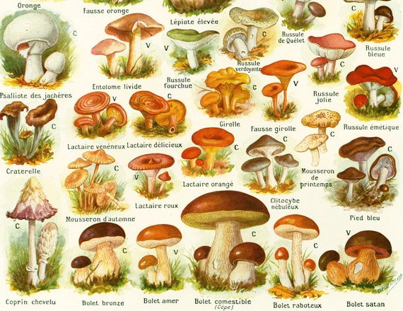 Mushroom Identification Chart