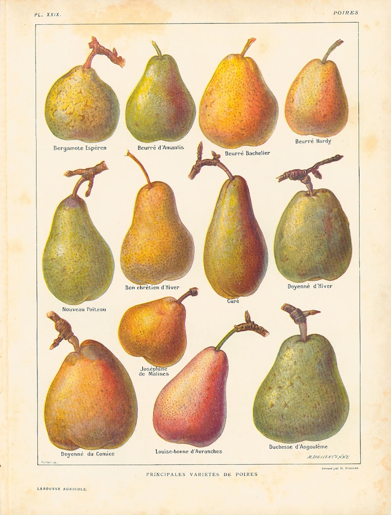 1922 Antique Pear Print Pears Wall Art Vintage Lithograph Etsy