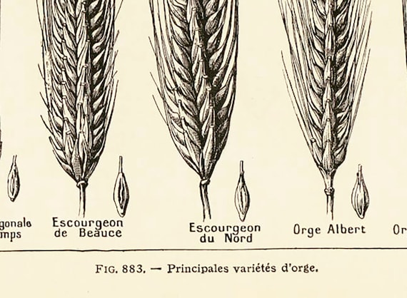 1922 Getreidesorte Gersten-Epis Hordeum ALTES BRETT BOTANICAL Illustration  Larousse - Etsy Schweiz | Schiebermützen