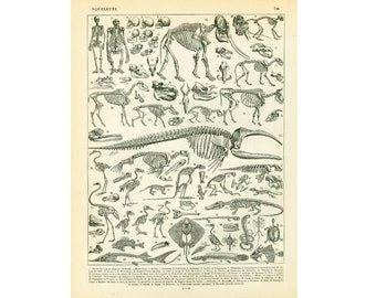 1933 Antique Skeleton illustration. Animal Anatomy. Paleontology. Larousse Encyclopedia, 115 Years Old, Natural history
