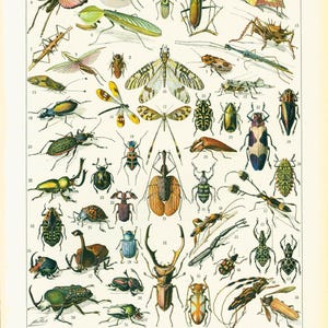 1933 Insect Antique Print Larousse Beetles Bugs Entomology Large Size Entomology Chart Wall Art