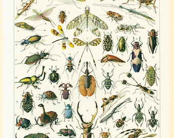 1933 Insect Antique Print Larousse Beetles Bugs Entomology Large Size Entomology Chart Wall Art