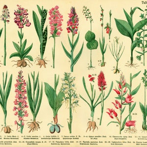 1885 Orquídea salvaje Orchis Ophrys Spider, plantas medicinales Impresión botánica antigua Póster