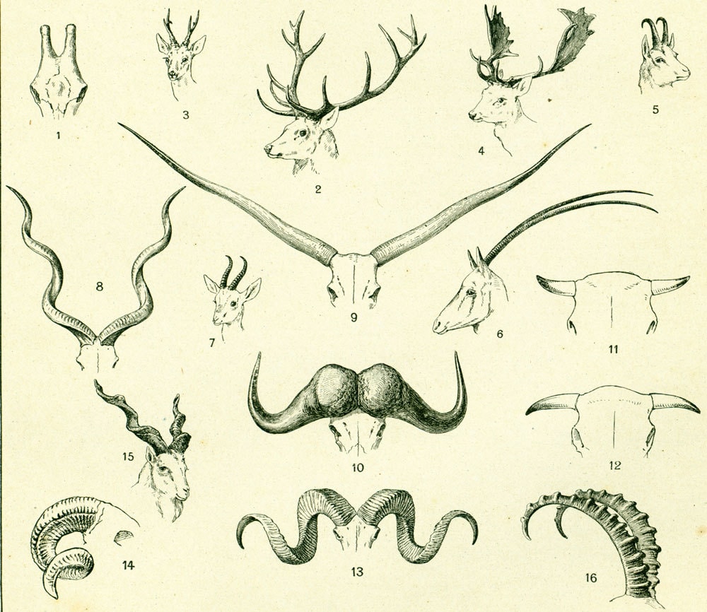 1922 Antique Horn Anatomy Print.animal Goat Deer. Veterinary Etsy