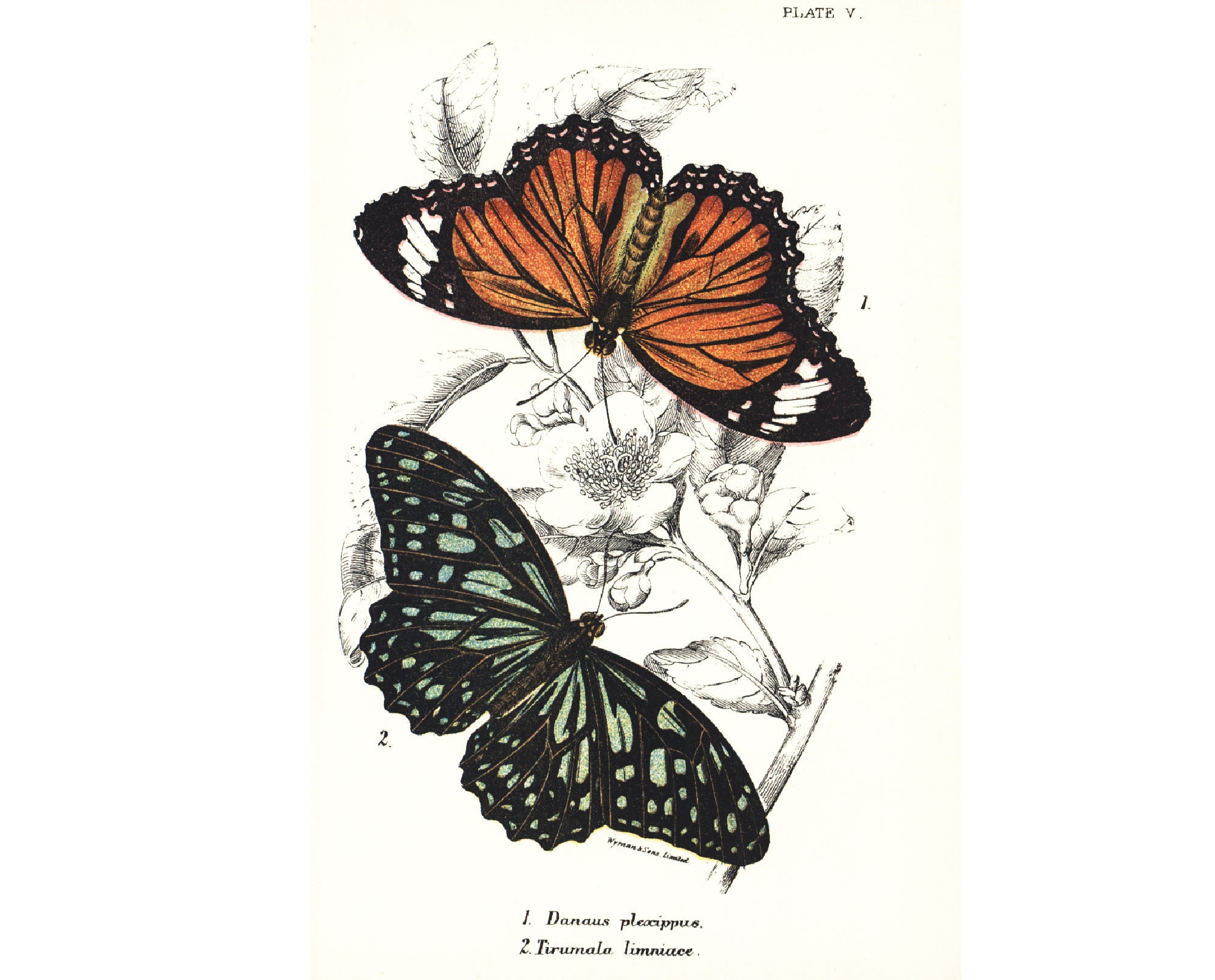 Real Monarch Butterfly Specimen / American Monarch Specimen Danaus plexippus