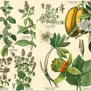 1869 Lavendel Oregano Marjolein Munt Citroenmelisse Tijm Helleborus Vla Appel Tulp Boom Geneeskrachtige planten Identificatie Originele Botanische Plaat