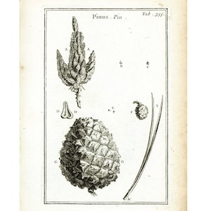 1797 Antique Pine Pinus Needles cones Coniferous Tree Print Botanical Illustration Wall Art Home Decor