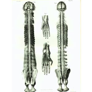 Peut inclure: Une illustration anatomique détaillée de la moelle épinière et des nerfs humains, montrant le cerveau, la colonne vertébrale et les branches nerveuses. L'image est en noir et blanc et a un aspect vintage.