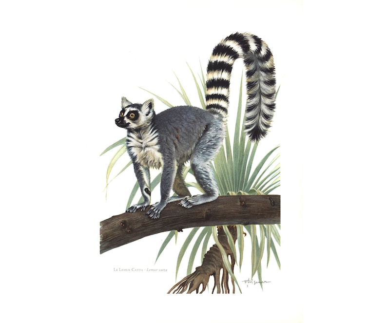 1974 Ring-tailed lemur Lemur catta vintage illustration, Lemur Art Print, Wild animal, painting image 2