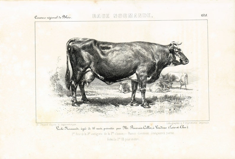 Cattle Farming 1858 Dairy Cattle Normande Antique Cow French Breeds Print Farm Decor French vintage Cow Bull breeds