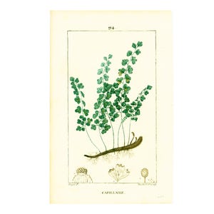 1831 Maidenhair Ferns Antique Print, Herbalism Plant Natural History, Botanical Botany Wall Art framing Home decor