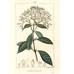 1831 Antique Cinchona officinalis Print Quinine medicinal Plant Botanical Art for framing decor