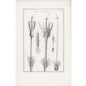 1797 Anatomie d'une fleur Calice Stigmate Style Anthère Pistil Ovaire  Gravure Originale Eléments Botanique Tournefort Physiologie Végétale