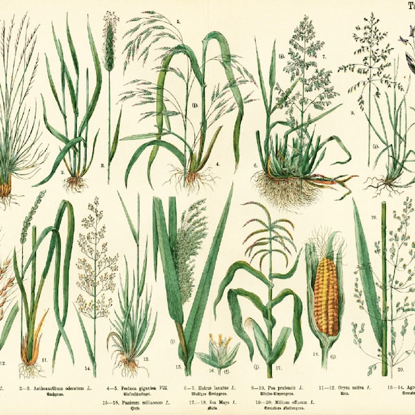 1885 Mais-Reis-Hirse-Bluegrass-Schwingel-Futterpflanzen, Getreide-Gräser-Körnersamen, altes botanisches Plattenplakat