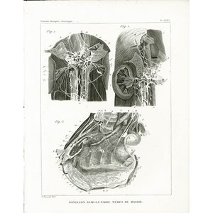 1835 Antique pelvis Nervous system Print Anatomical Art Print Anatomy Poster Medicine Wall Art Curiosity Cabinet