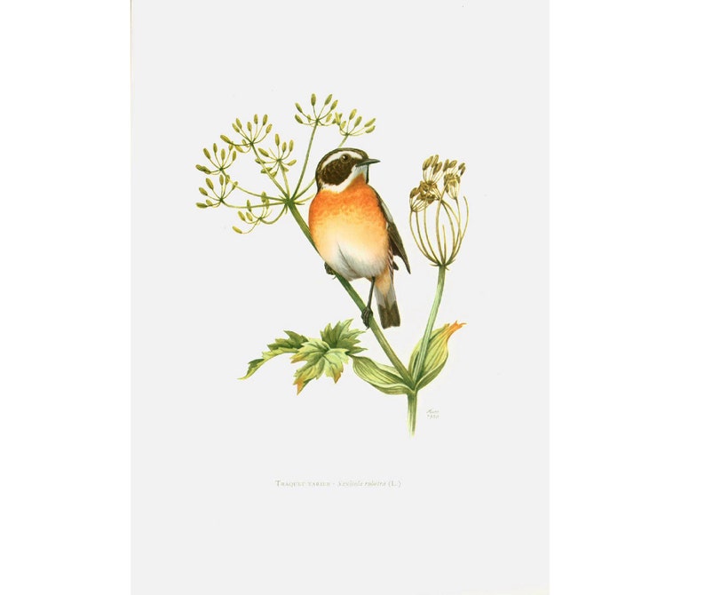 1969 Whinchat Print. Saxicola rubetra. Vintage Bird Print, Ornithology, nature wall art image 1