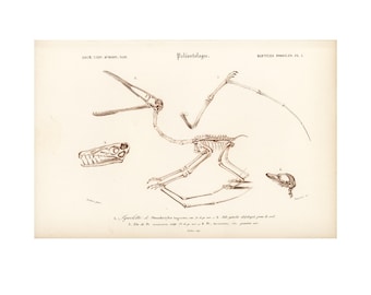 1861 Antique pterodactyl skeleton print, Orbigny, Paleontology, Extinct animal, Dinosaur, Zoology, Prehistoric reptile