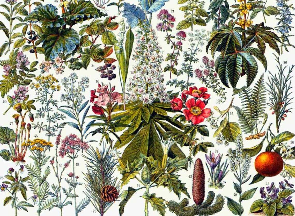 Dictionnaire Des Plantes Médicinales Et Vénéneuses De France