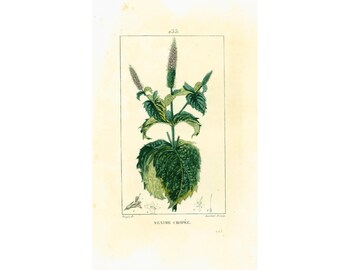 1814 Antique Garden Mint Mentha crispata Plant Botanical Medicinal Plant Drug Narcotic Poisonous Natural History Wall Art Home Decor