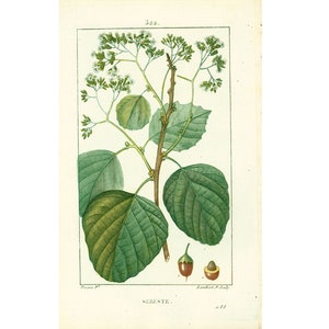 Puede incluir: Ilustración botánica de una planta Sereste. La imagen presenta un dibujo detallado de una planta con hojas verdes grandes, pequeñas flores blancas y dos pequeñas vainas. La ilustración está enmarcada y contiene la palabra "SERESTE" en la parte inferior.