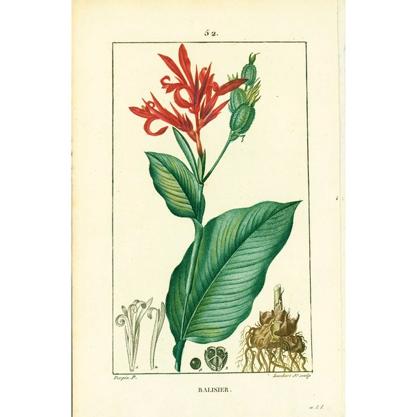 1831 Balisier Canna Heliconia Musa, Antigua placa botánica, Flora médica Homeopatía Chaumeton Panckoucke Poiret Turpin