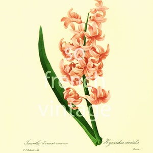 Pink Hyacinth Large size illustration Redoute French Botanical print