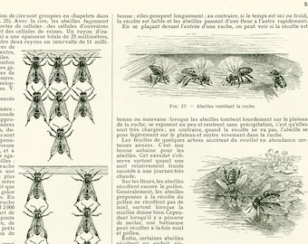 1922 Pszczelarstwo Pszczoła w pozycji wydzielającej wosk, Miód, Stara ilustracja Edukacja rolnicza Larousse