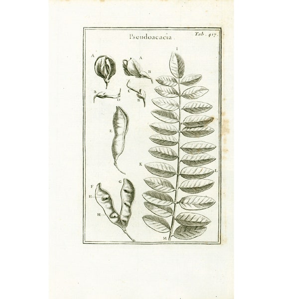 1797 Robinia falsche Akazie Akazie Früchte Samen Schoten Altes Brett Botanische Elemente Tournefort 220 JAHRE ALT