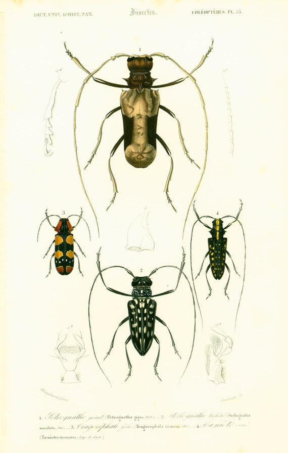 1861 Longicornes Insectes Gravure Ancienne Histoire Etsy