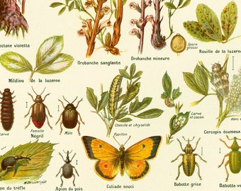 1922 Antique Print of lucerne Diseases, Alfalfa Pathology,  Insect, Caterpillar, ENTOMOLOGY, AGRONOMY, illustration Larousse