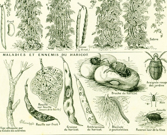 Snail Identification Chart