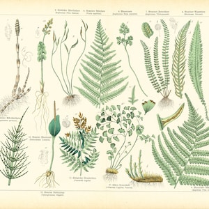 1869 Equiseto Equiseto Felce Asplenium Pteris Osmonde Arum Piatto botanico Fiori Incisione originale Flora medica Piante medicinali