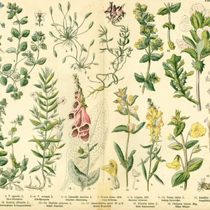 1885 Digitalis purpurea Scrophulariaceae Scrophulariaceae Scrophulariaceae Scrophularia Veronique veronica Plantas silvestres Placa botánica original