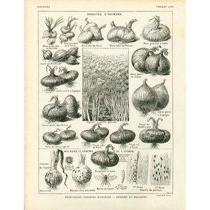 1922 Onion chart Vintage Vegetable print, Antique Onion Print, Kitchen decor, Original Larousse illustration, french vintage