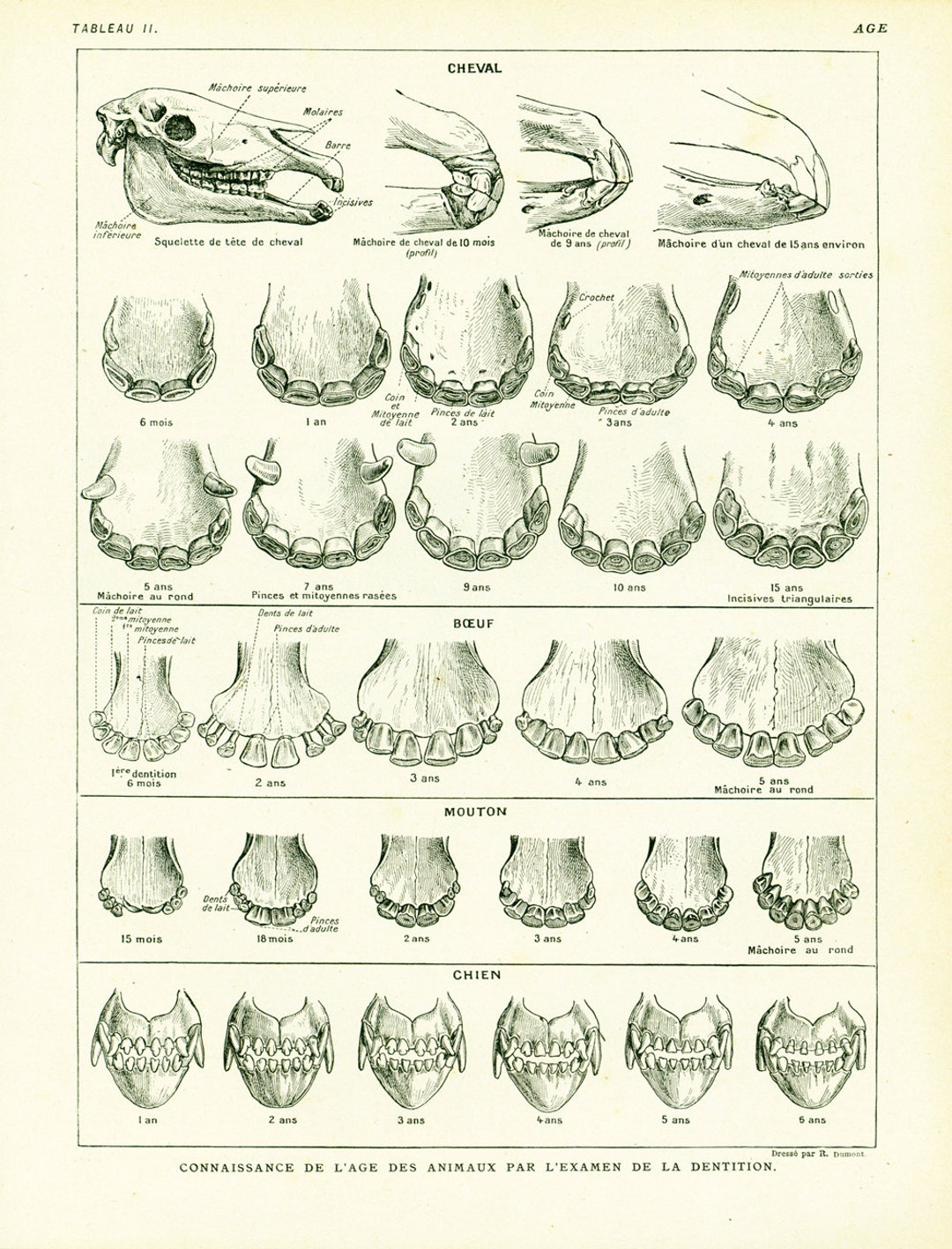 1922 Antique ANIMAL ANATOMY Print, Domestic Animals, Teeth