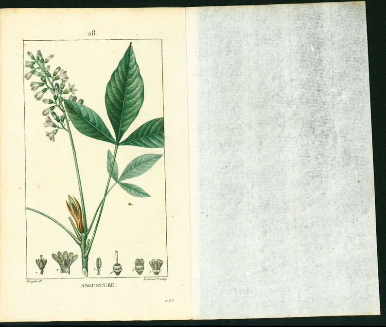 1831 Antique Angostura trifoliata Print Plant Natural History Botanical Botany Wall Art framing Home decor image 5