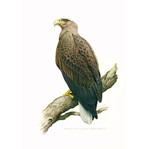 1969 White-tailed eagle Print Vintage illustration Bird of Prey Ornithology Nature Wall art Home Decor