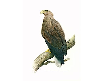 1969 White-tailed eagle Print Vintage illustration Bird of Prey Ornithology Nature Wall art Home Decor