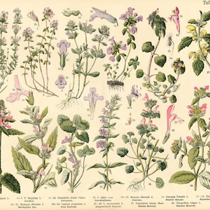 1885 Thymus Thymes Hyssop Lamiaceae Labiatae Herbalism Medicinal Plants Antique Botanical Chart print Authentic Framable Art image 1