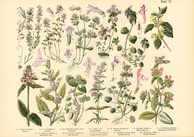 1885 Thymus Thymes Hyssop Lamiaceae Labiatae Herbalism Medicinal Plants Antique Botanical Chart print Authentic Framable Art image 1