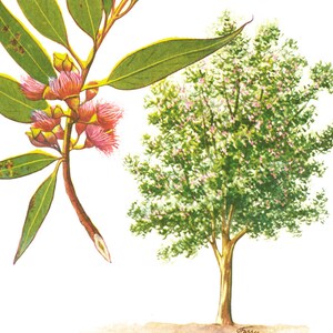 1967 Eucalyptus Tree Print Vintage Botanical Illustration Wall Art Home Decor