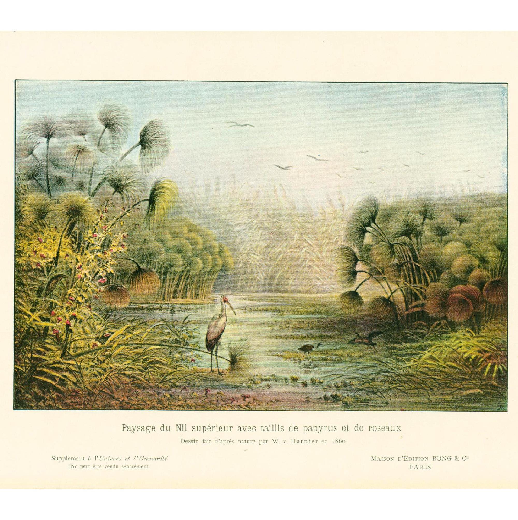 1908 Paesaggio del Nilo Ibis Airone Papiro Tavola originale Storia