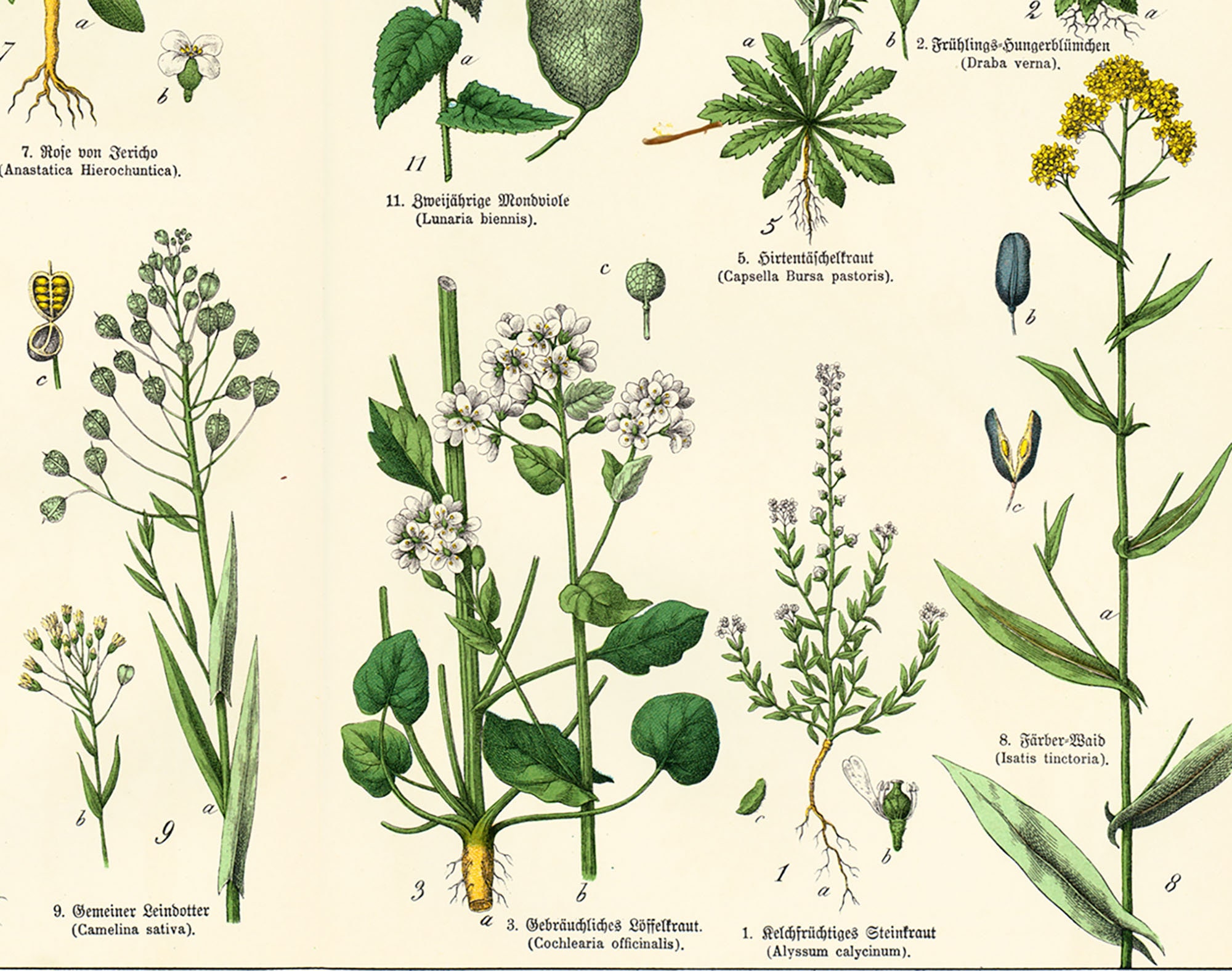 1869 Brassicaceae Cruciferae Cabbage Cress Honesty Family Etsy