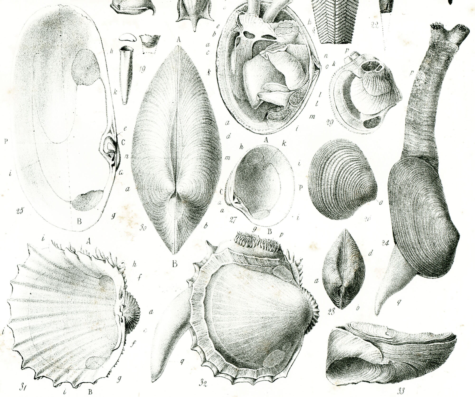 1853 Antique Ammonoid XL Print Snails Shell Fossil Molluscs ...