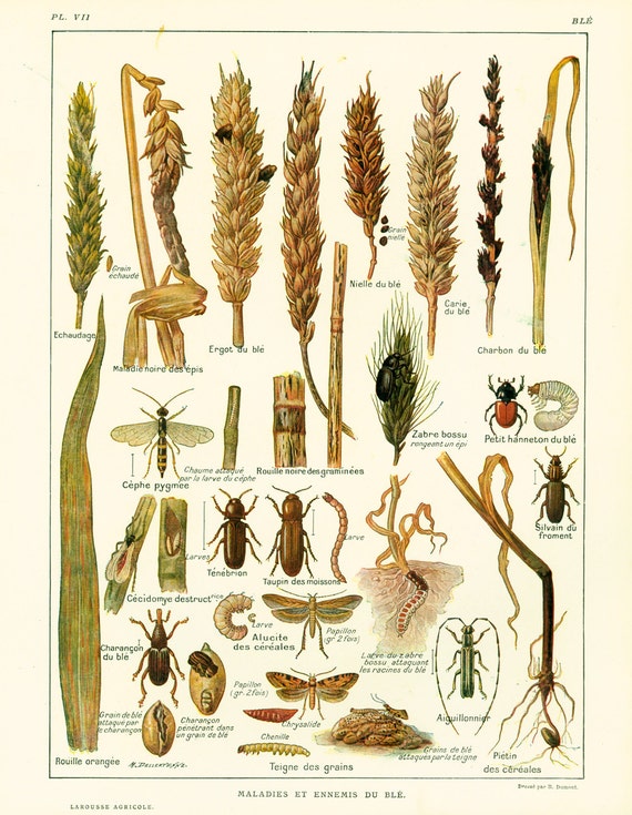 1922 maladies et ennemis du ble ancienne planche botanique etsy