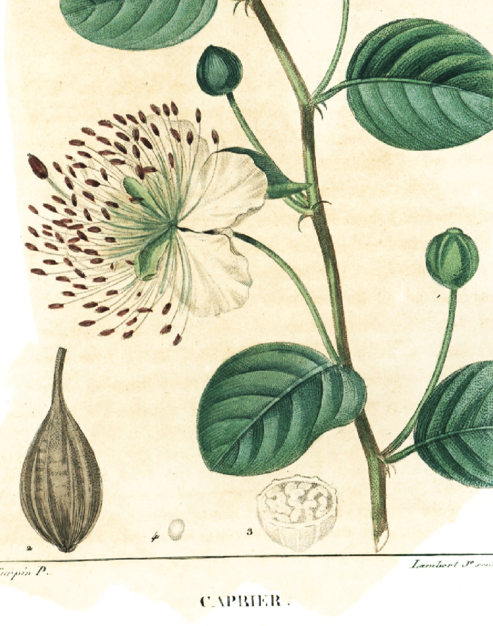 1831 Antique Capers Print Aromatic Condiment Plant Natural - Etsy