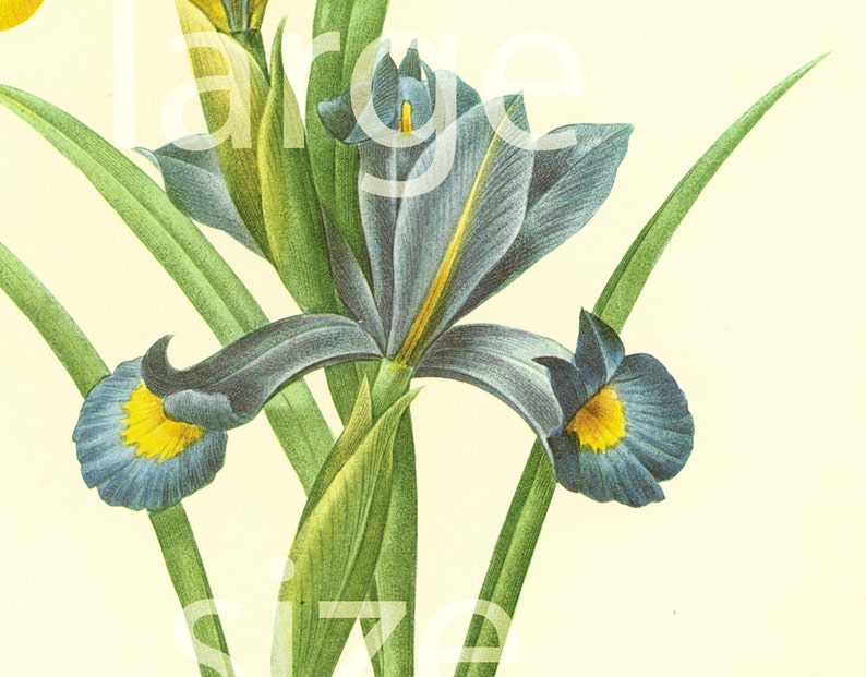 Iris Vintage Flowers LARGE SIZE Redoute Botanical Print Wall | Etsy